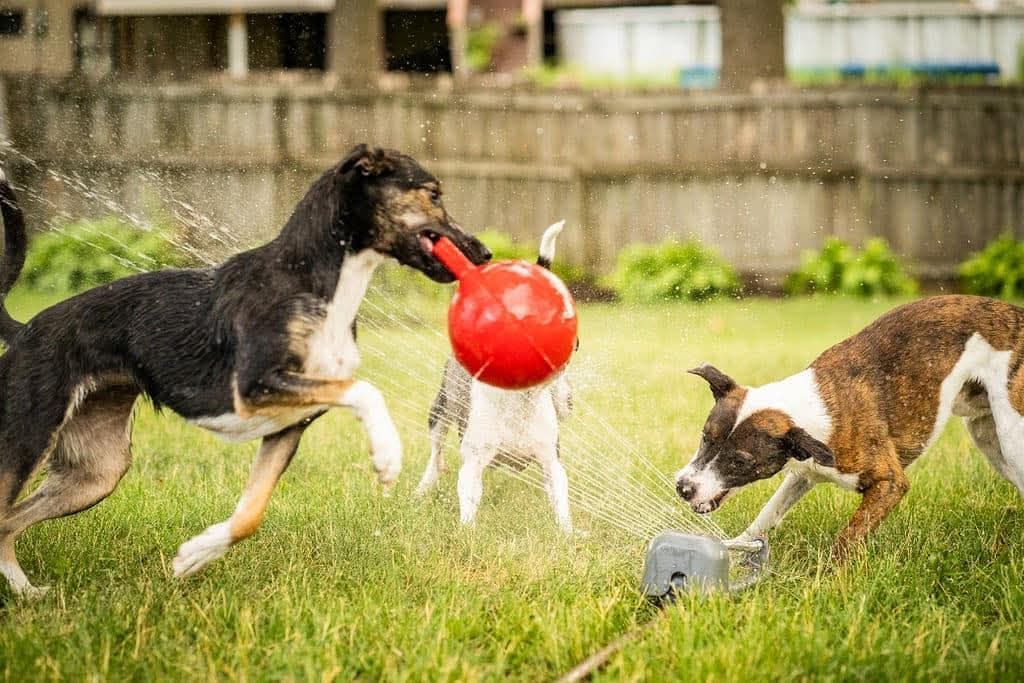 February Movie Night- Sue Sternberg's Multi Dog Household 