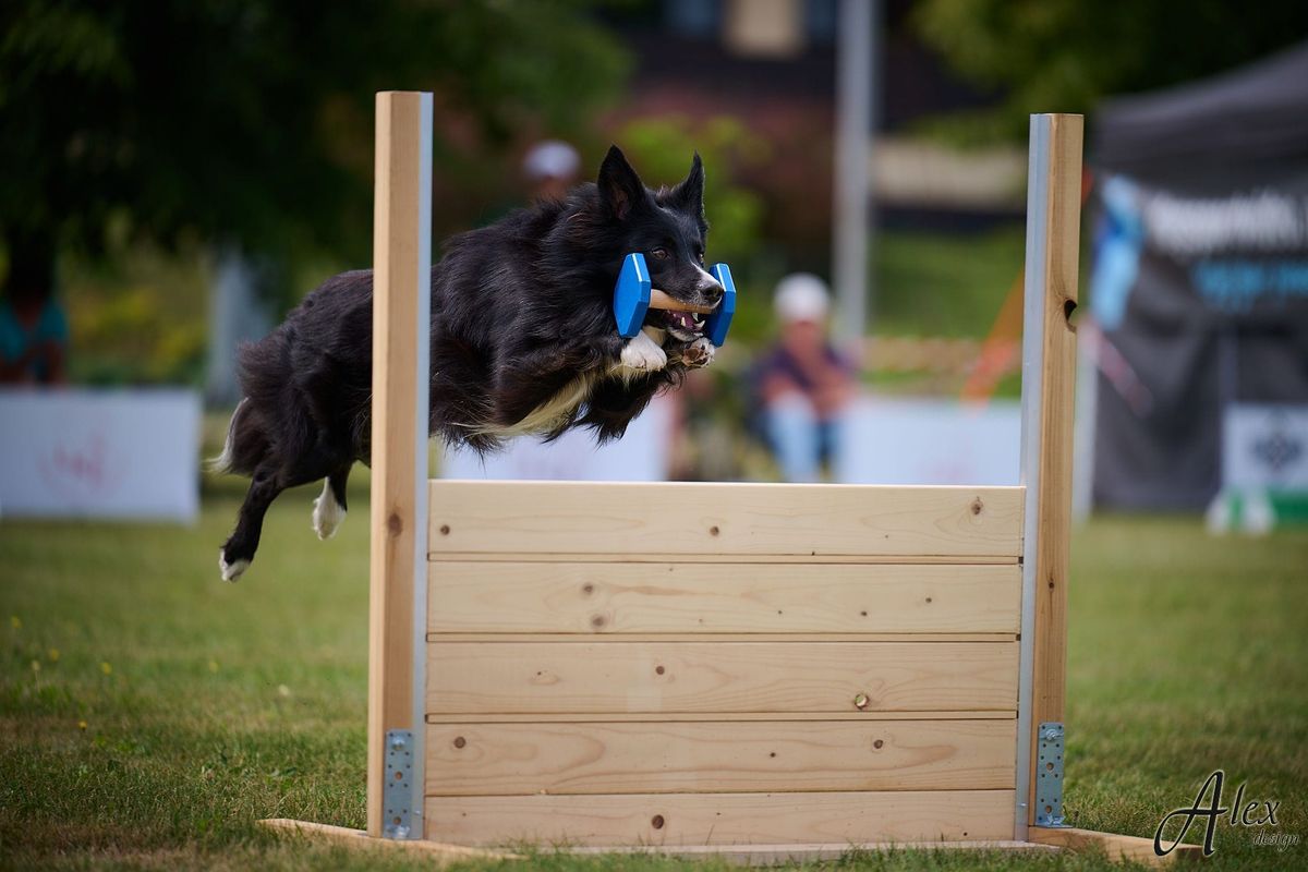 2. Qualifikationslauf zur Obedience WM 2025