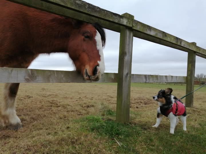 Puppy visit to Redwings Horse Sanctuary 