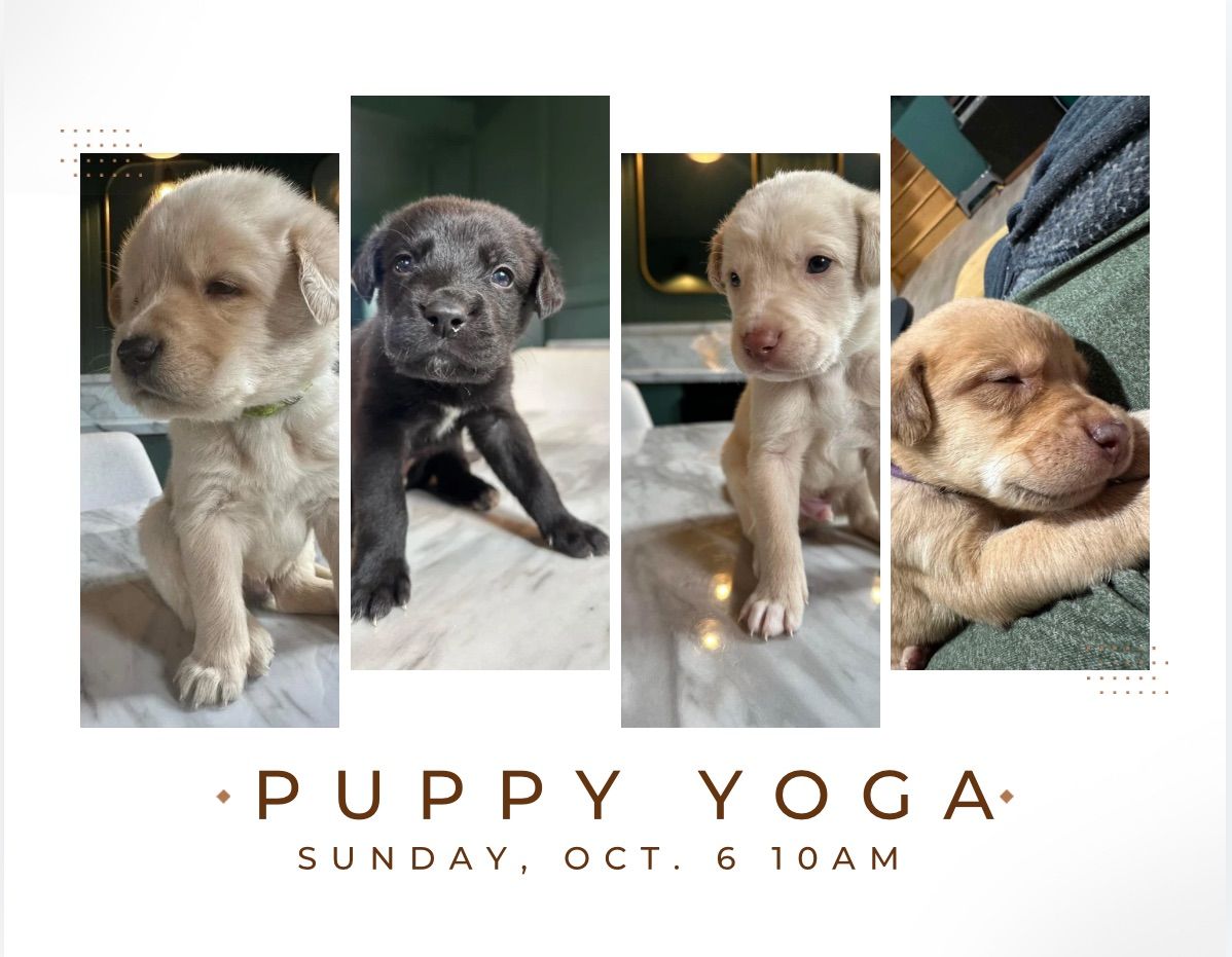 Puppy Yoga at Bodhi Hot Yoga 