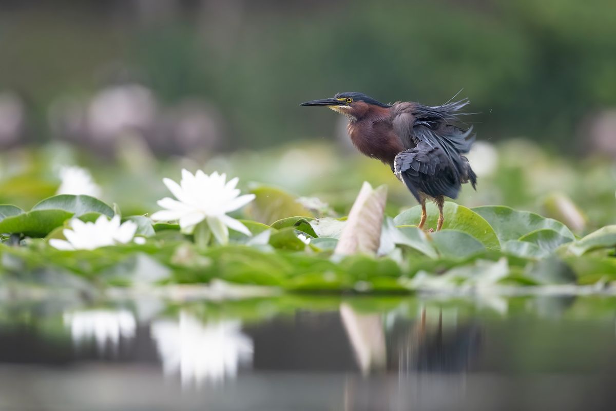 Birdwatching Kayak Tour with L.L.Bean