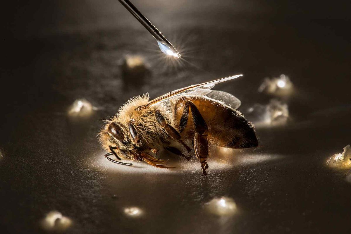 Inside Wonderlab - Exploring Nature's Hidden Worlds at Washington Center for the Performing Arts