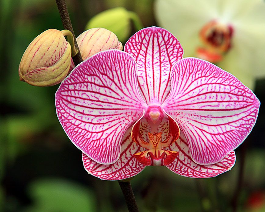 Growing Orchids in Tucson