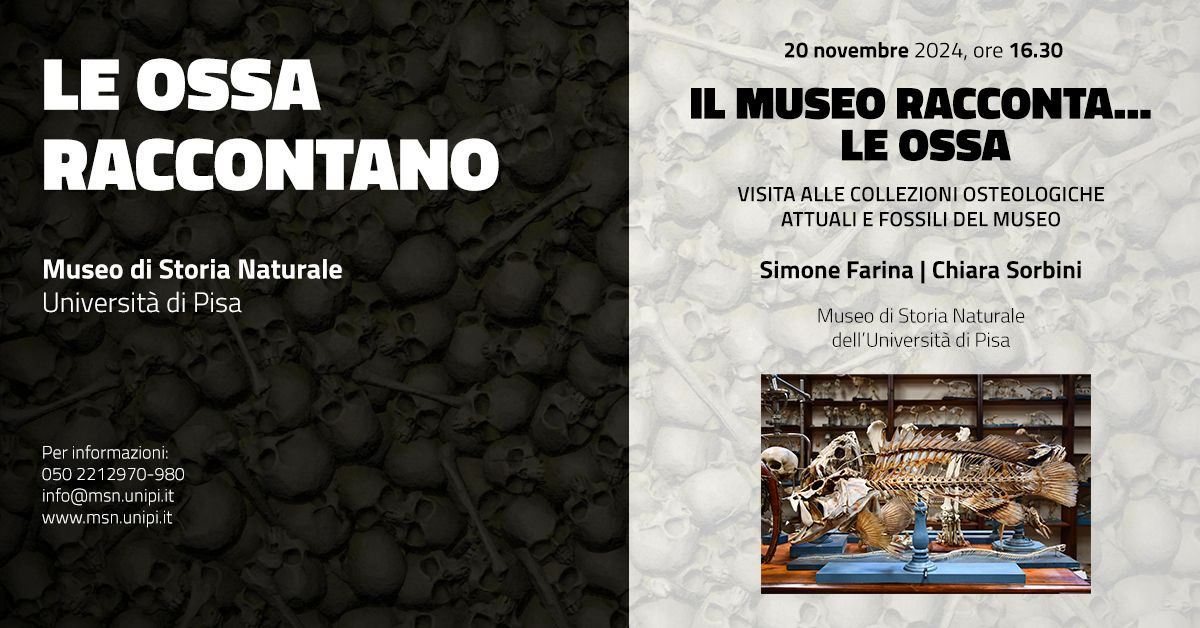 Il museo racconta\u2026 le ossa | Visita alle collezioni osteologiche