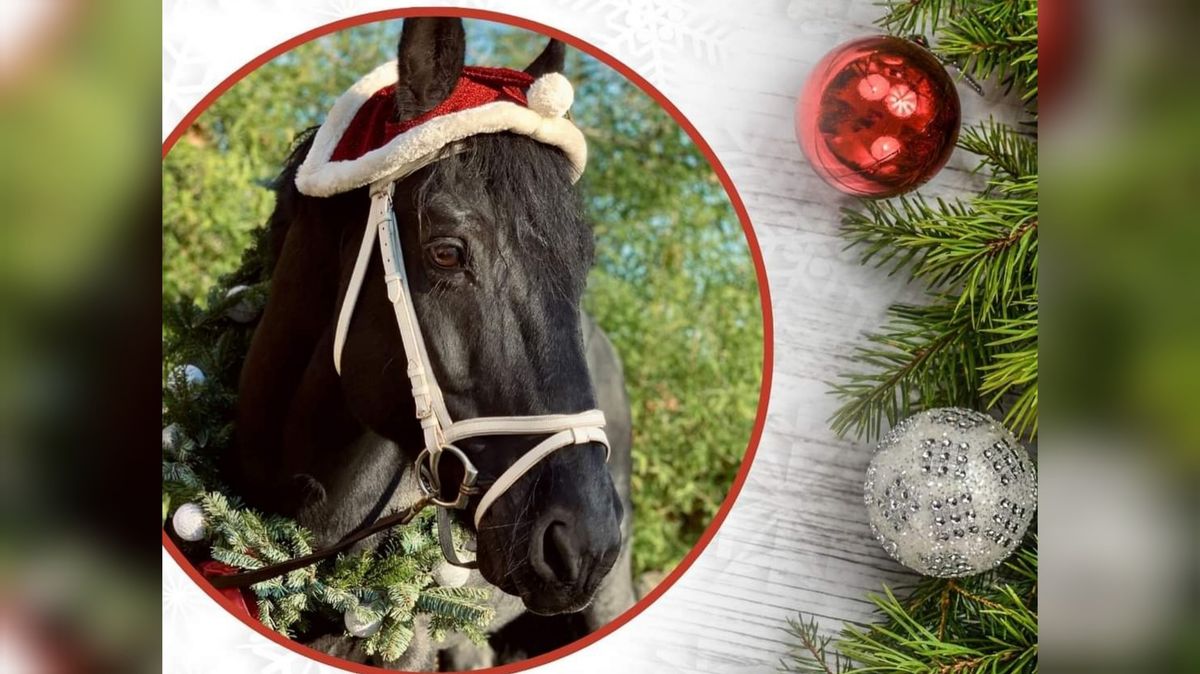 Weihnachtsmarkt auf dem Ponygut