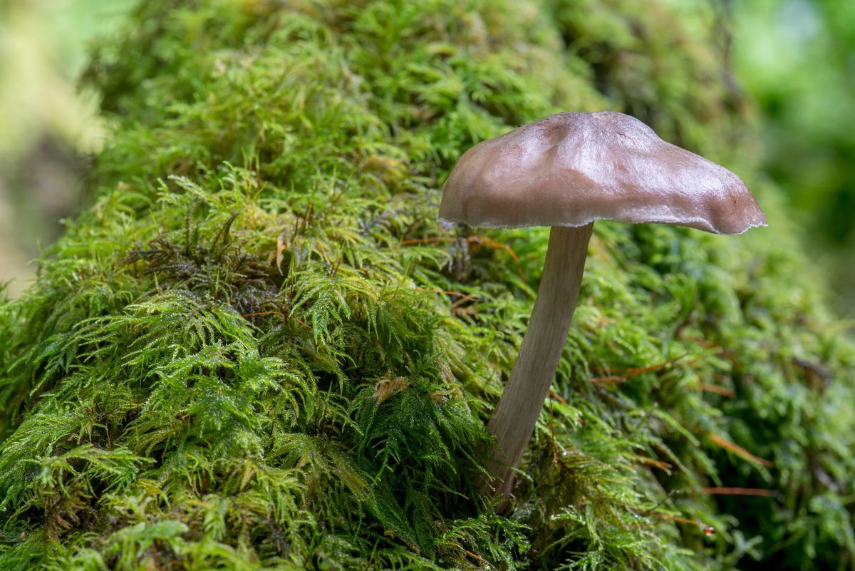 Fungal Foray at Kinclaven Wood