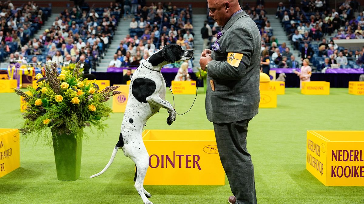 Westminster Kennel Club Dog Show - New York