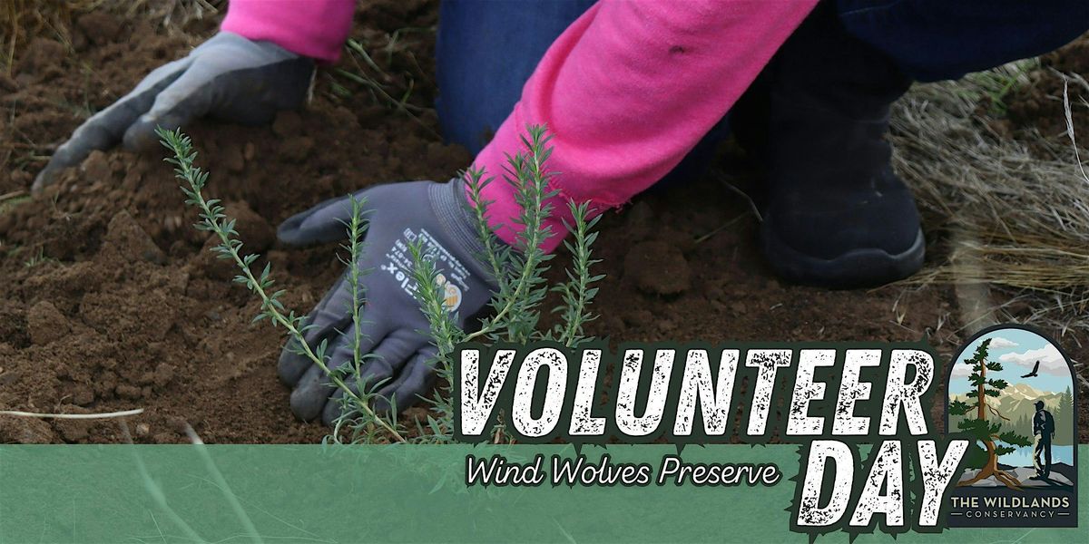Volunteer Day: Planting-  Wind Wolves Preserve