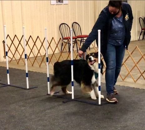 AKC Tricks Class - Three Options (Novice, Intermediate, Advanced)