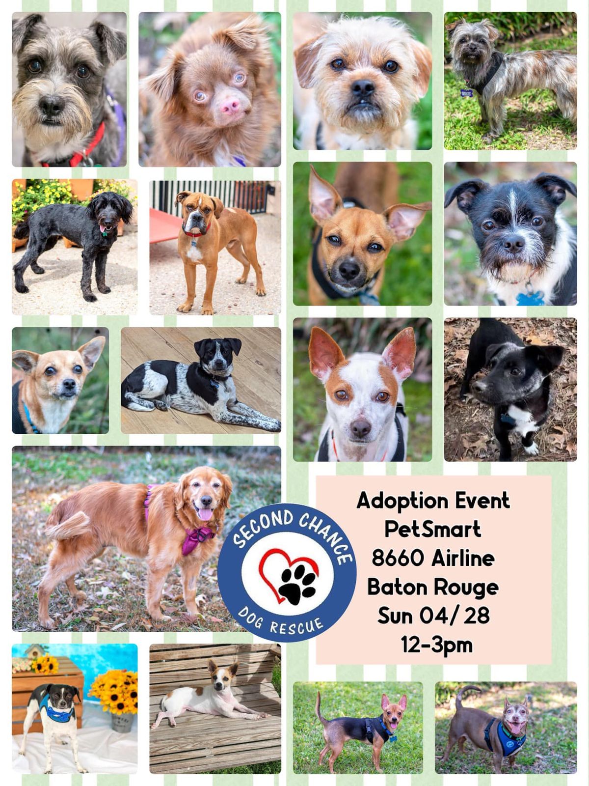 Second Chance Dog Rescue Adoption Event
