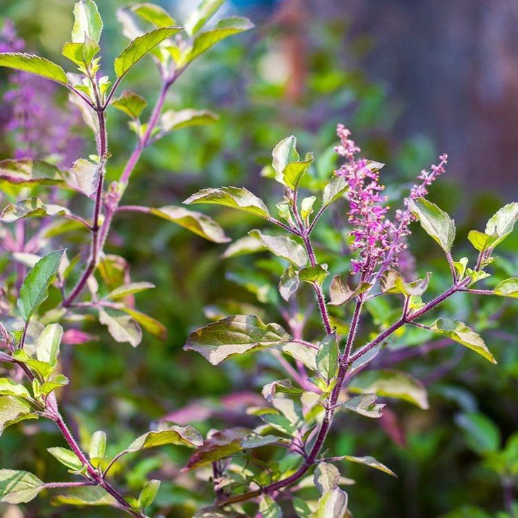 Tulsi: The Sacred Herb of Healing and Spirituality