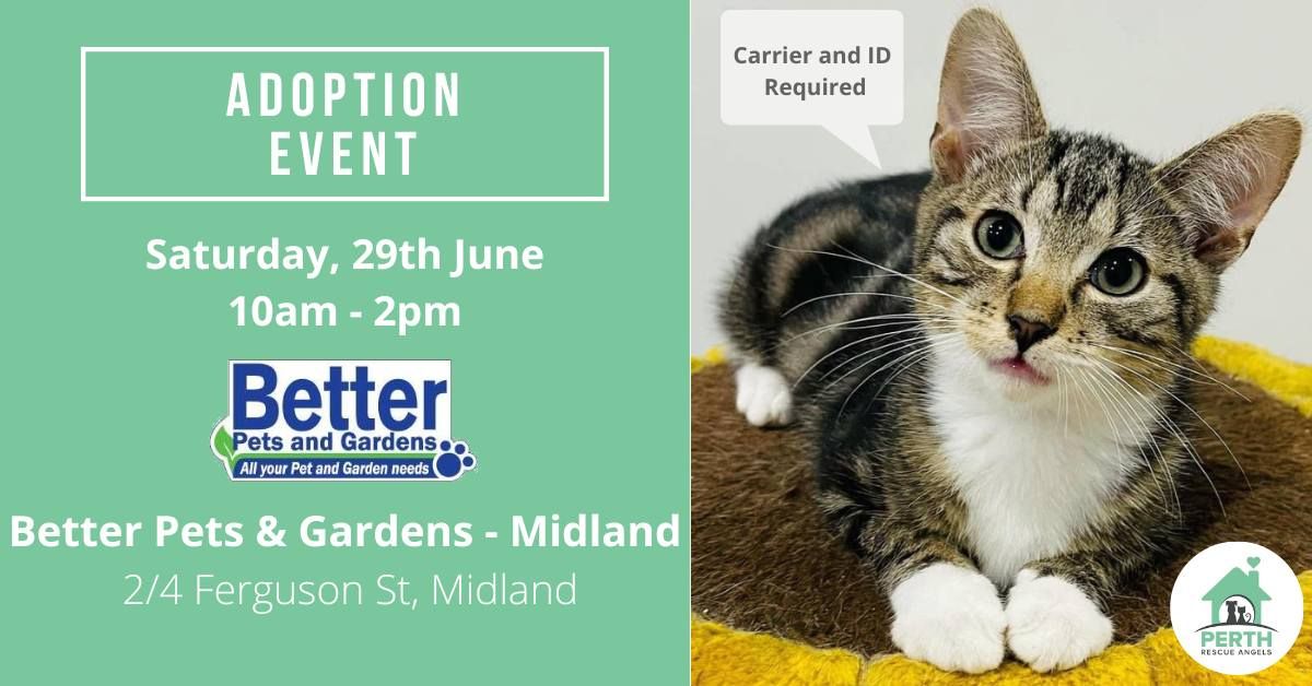 Cat & Kitten Adoption Day at Better Pets & Gardens - Midland | 29th June