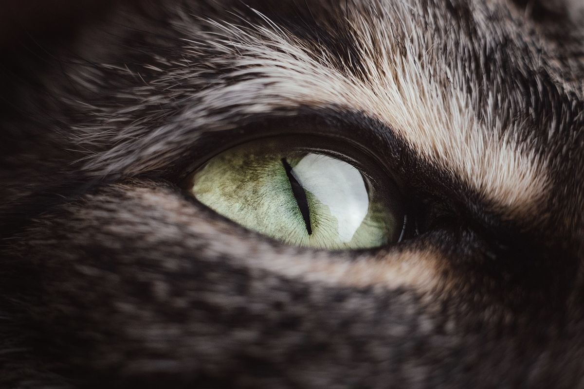 Corneal Ulcers in Dogs and Cats, with some cases and discussions