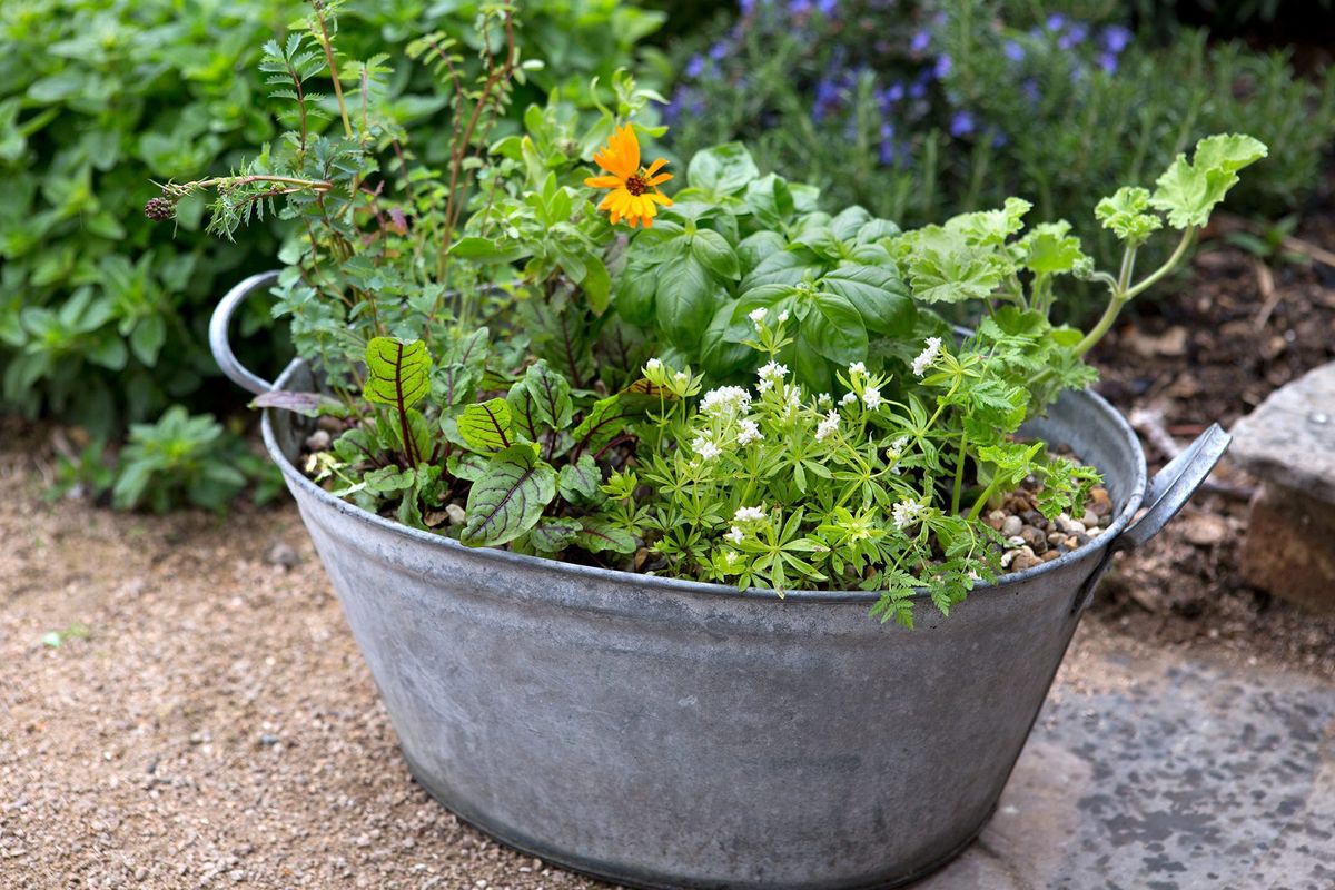 Savory Saturday: An Herb Garden Workshop 