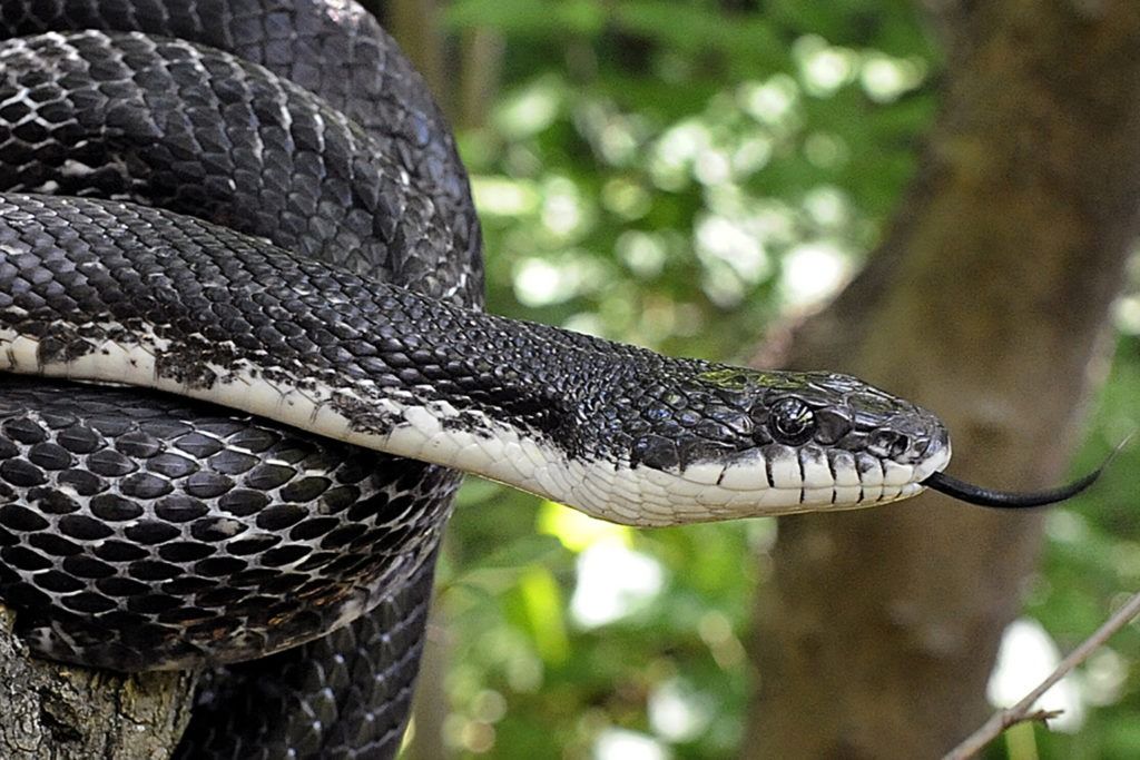 Homeschool Day - Smithgall's Snakes