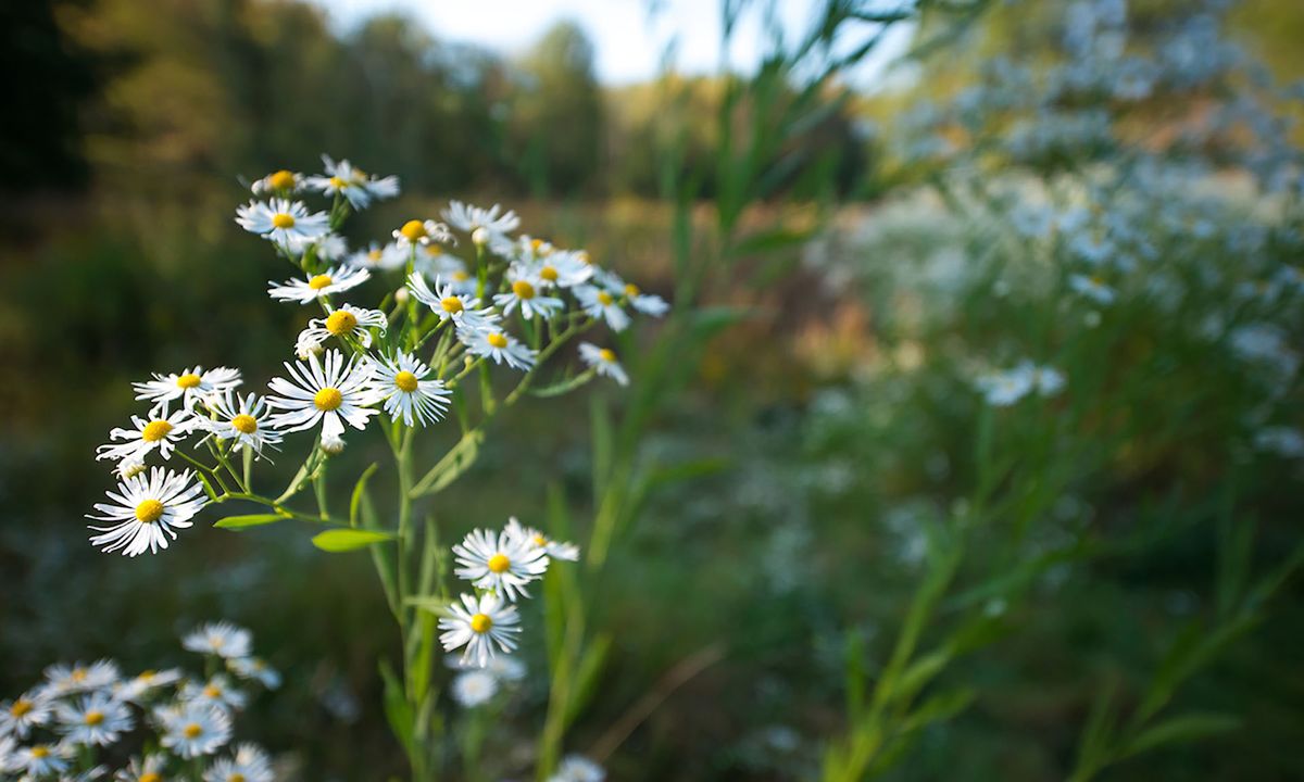 Fall Blooms and their Bugs