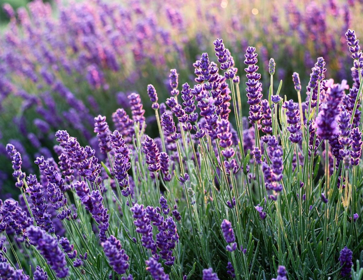 Purple Party! Using Lavender for Relaxation and Restoration