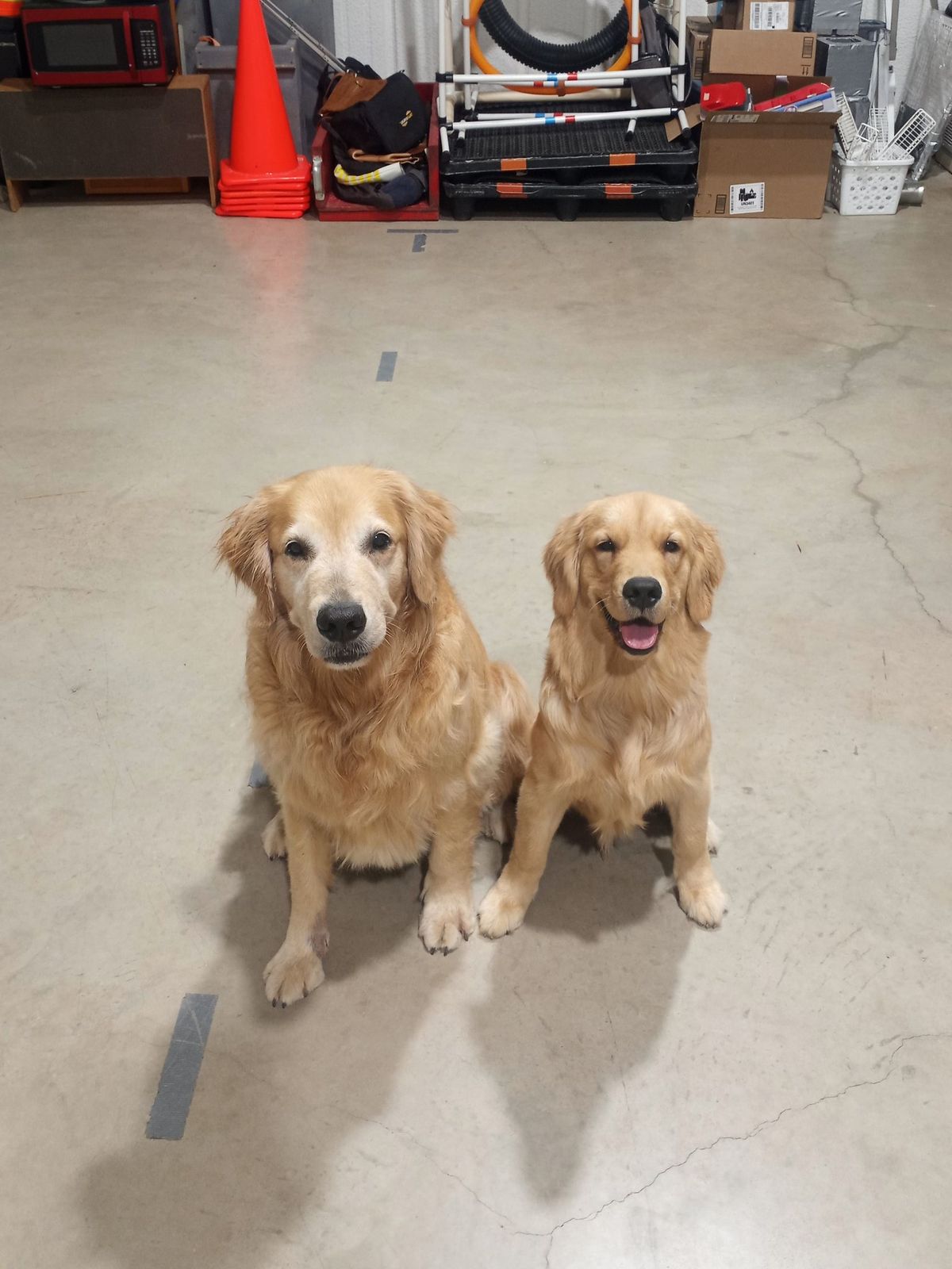 Obedience Competition Off Lead