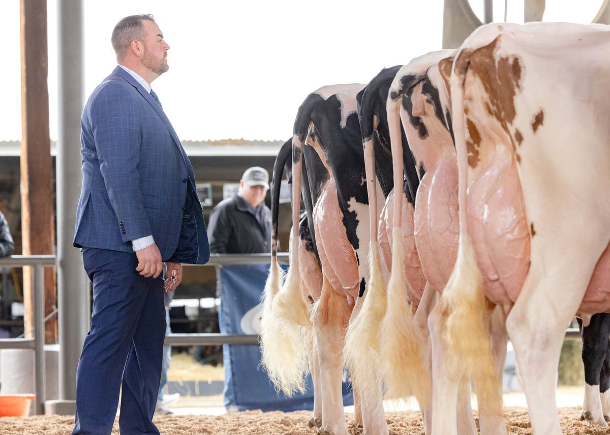 CA State Holstein Show