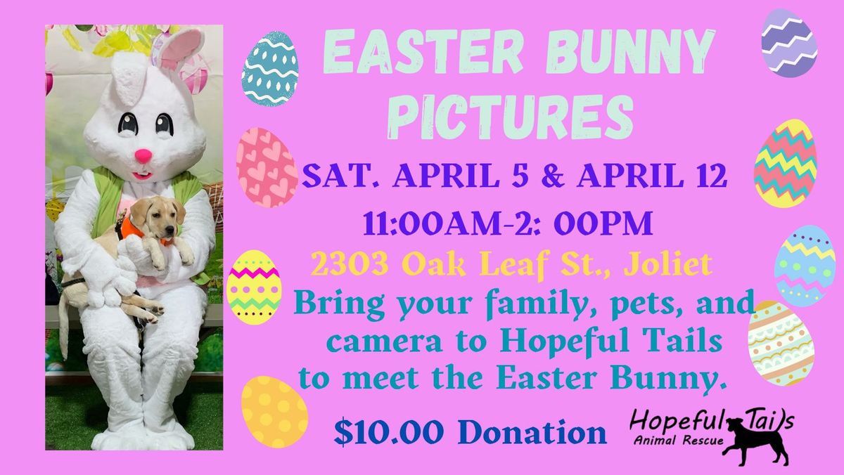 Easter Bunny Pictures 