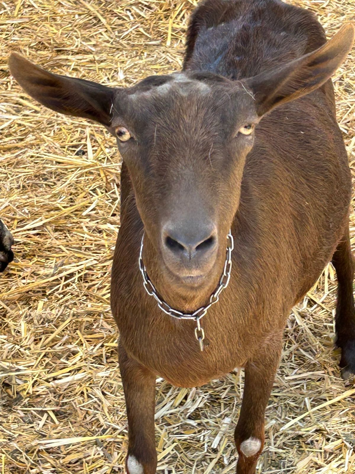 Goat Farm Store & Goat Petting Zoo!
