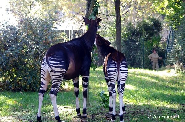 Welt-Okapi-Tag