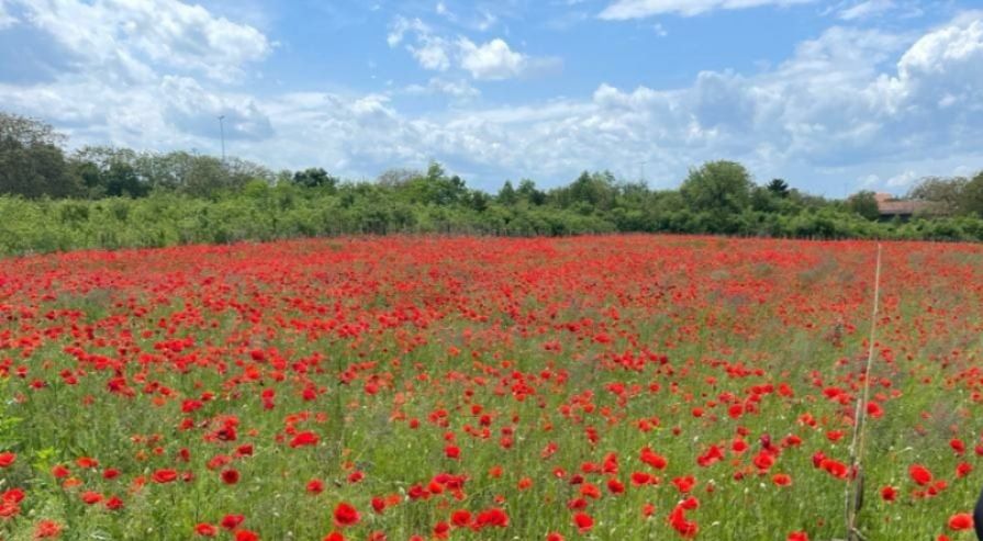 Radionica Sistemskih konstelacija