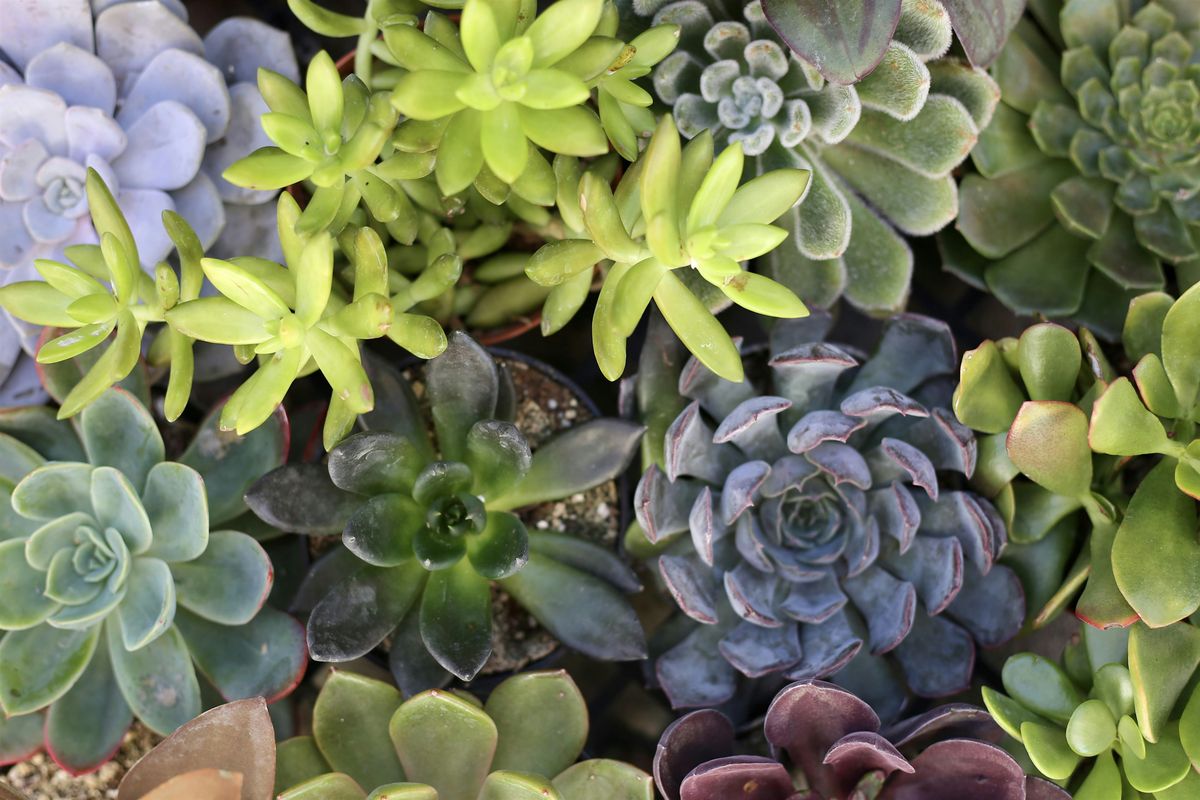 Savvy Succulents