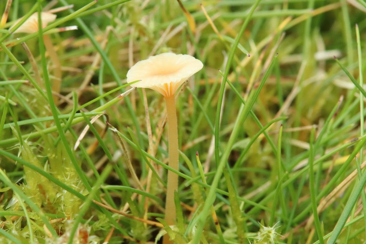 9th November 2024, Linford Barrows Grassland