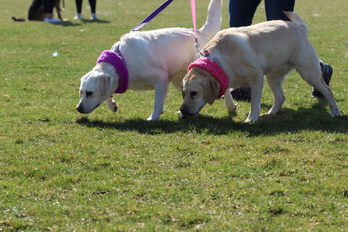 Doggy Egg Hunt