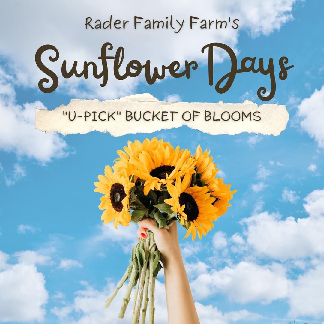 Sunflower Days Festival