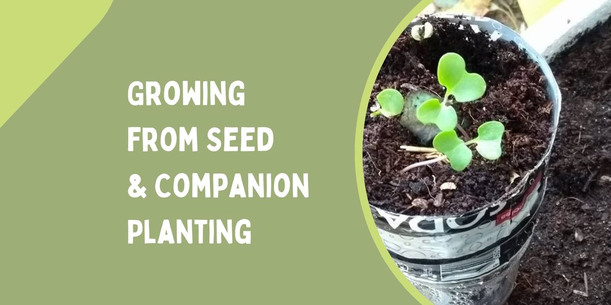 Growing From Seed & Companion Planting