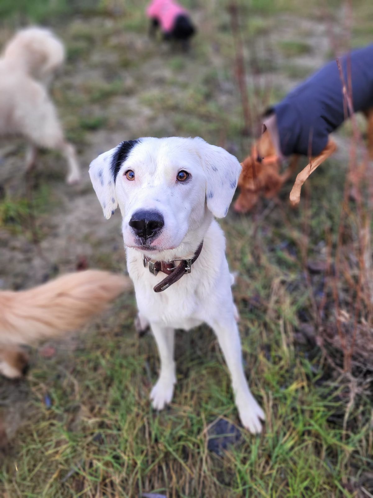 Intensiv Training Hundebegegnungen