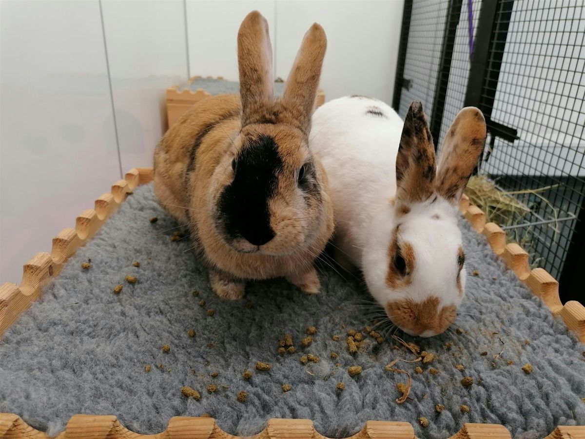 Rabbit Health & Welfare Forum 2026 (Clinical Stream)