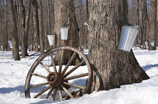 WWC Maple Syrup Days - Community Day