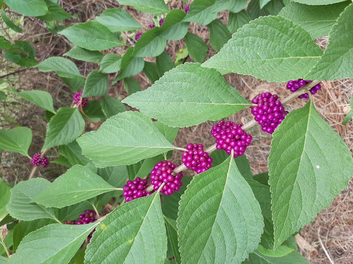 Florida Native Plant Gardening