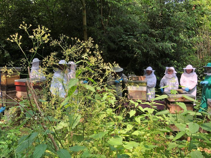 Beekeeping: an introduction