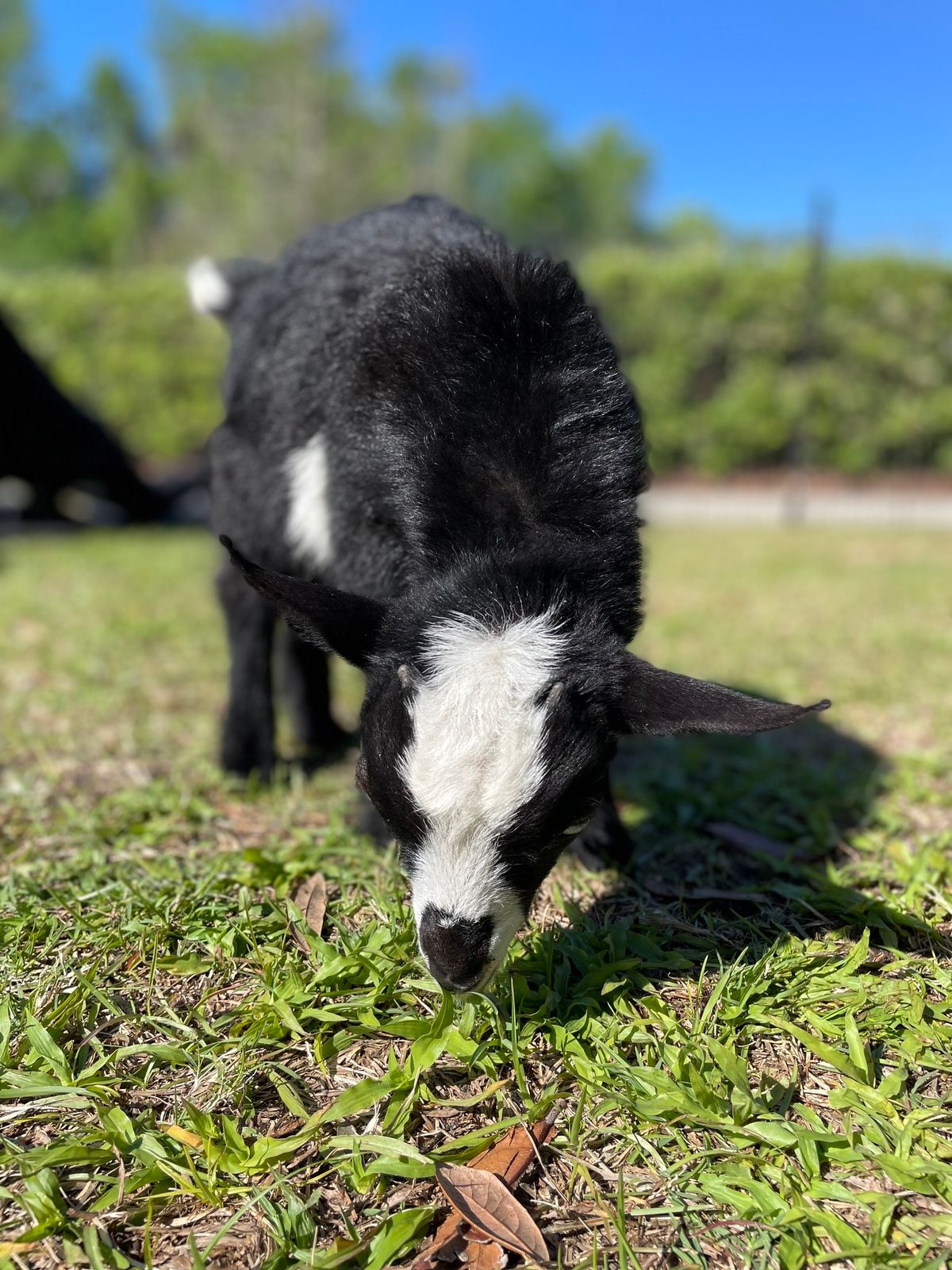 Goat Yoga At Cloud Mountain Coffee