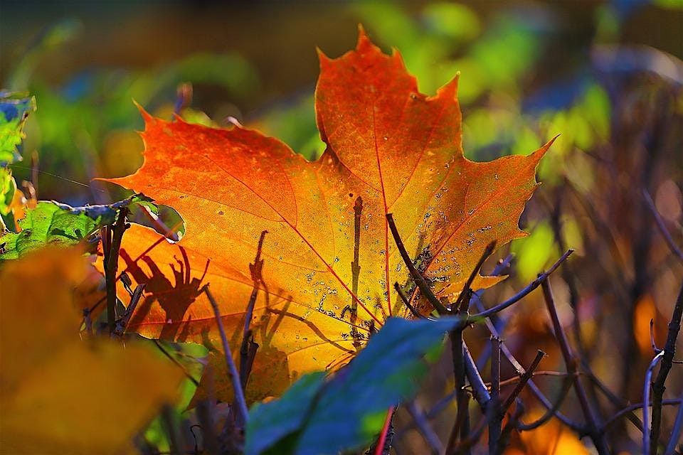 THE ART OF HEALTHY BOUNDARIES. TAPPING (EFT) WORKSHOP &  SOUND BATH