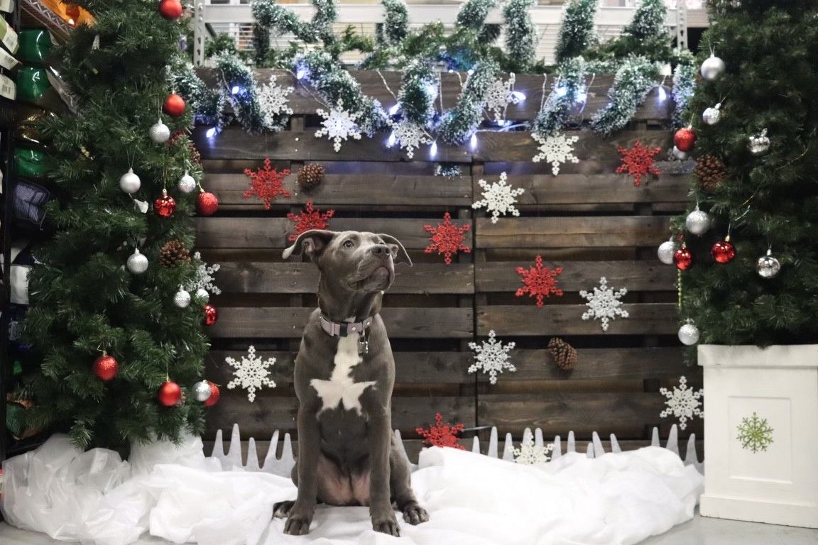 Christmas Photos 