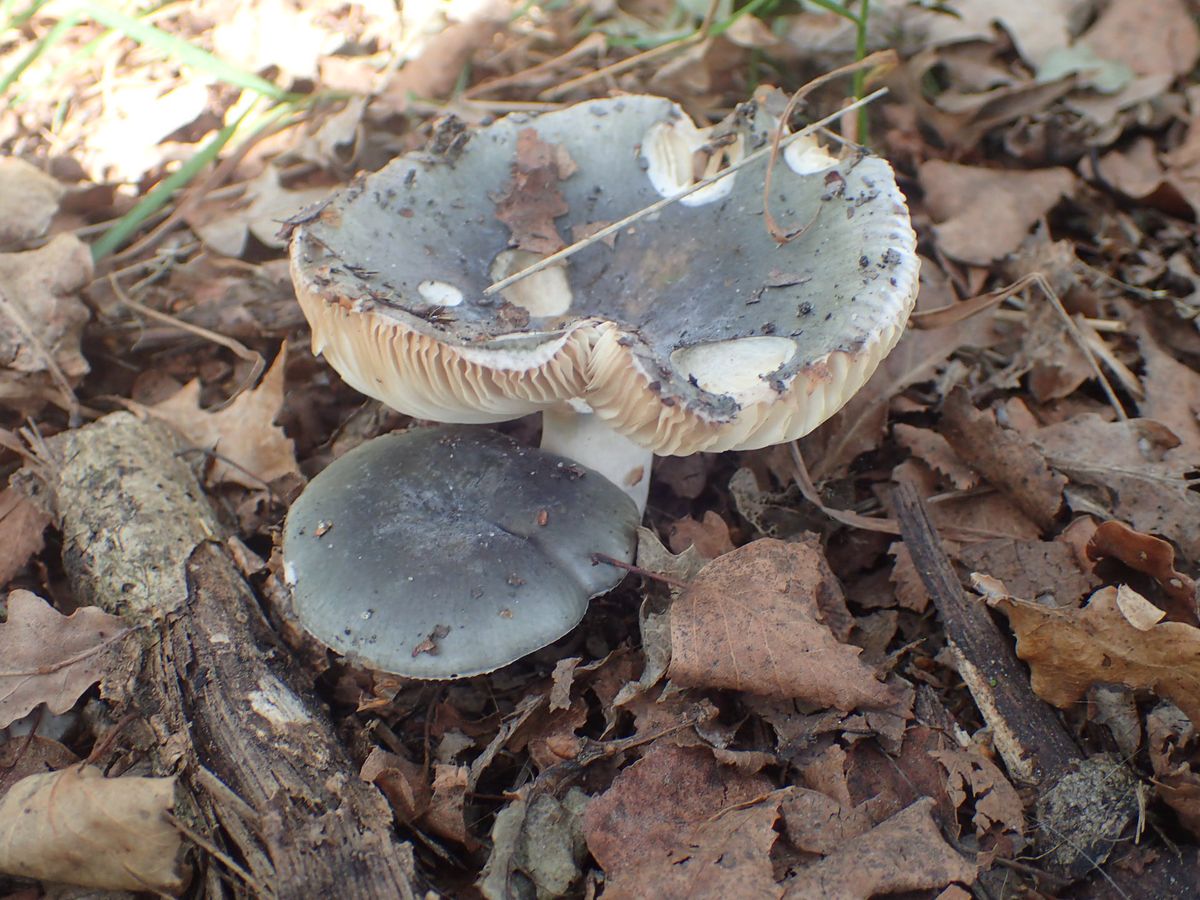 Fungus identification workshop