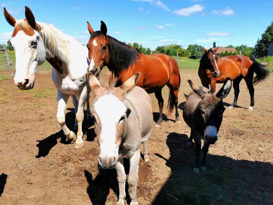 Horse Medicine Day Retreats At hOMe 2024