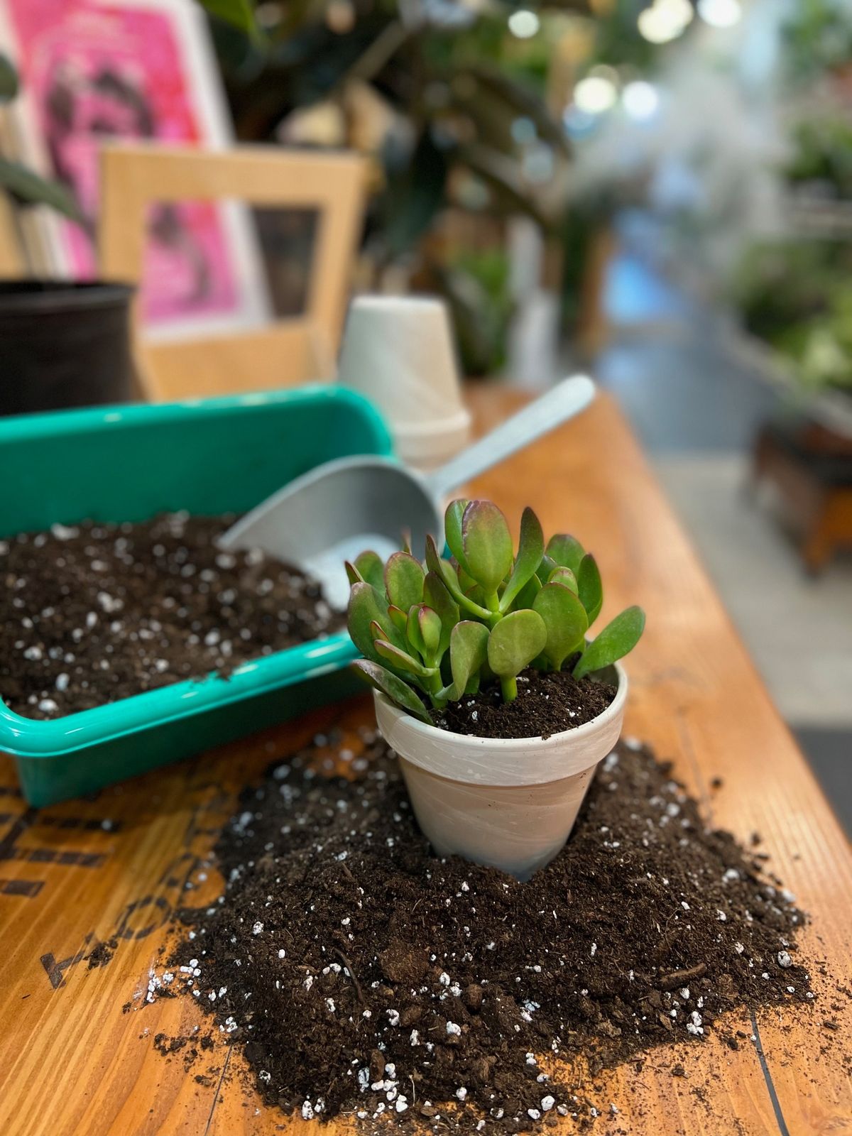 Plant Repotting Class