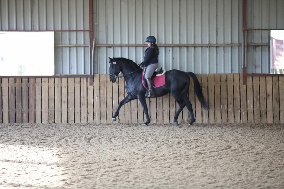 Dressage and Clear Round Show Jumping