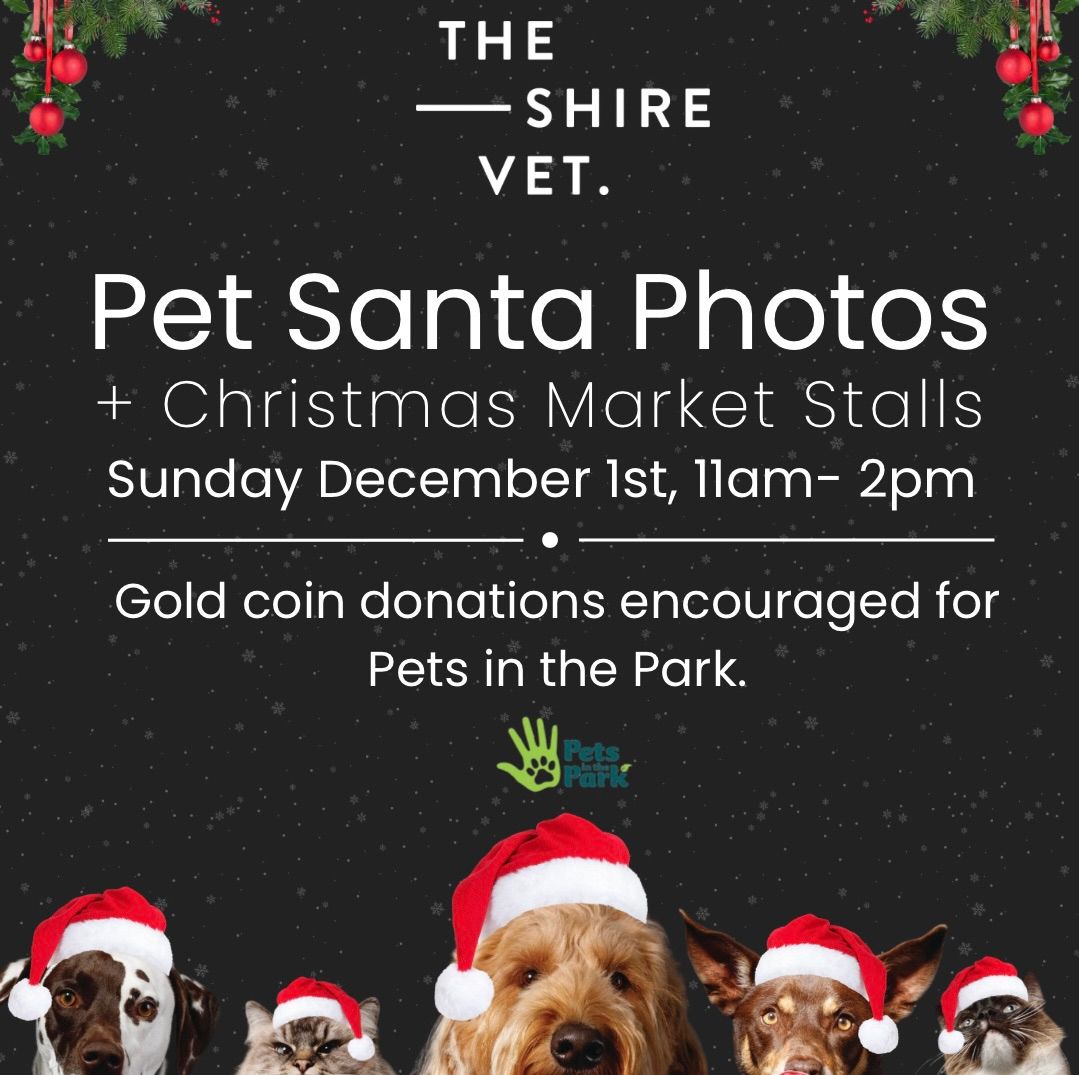 Pet Santa Photos 