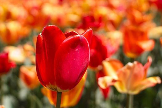 Skagit Valley Tulip Festival Of 2020 Seattle Washington 19 April 2022 Washington Tulip Festival 2022