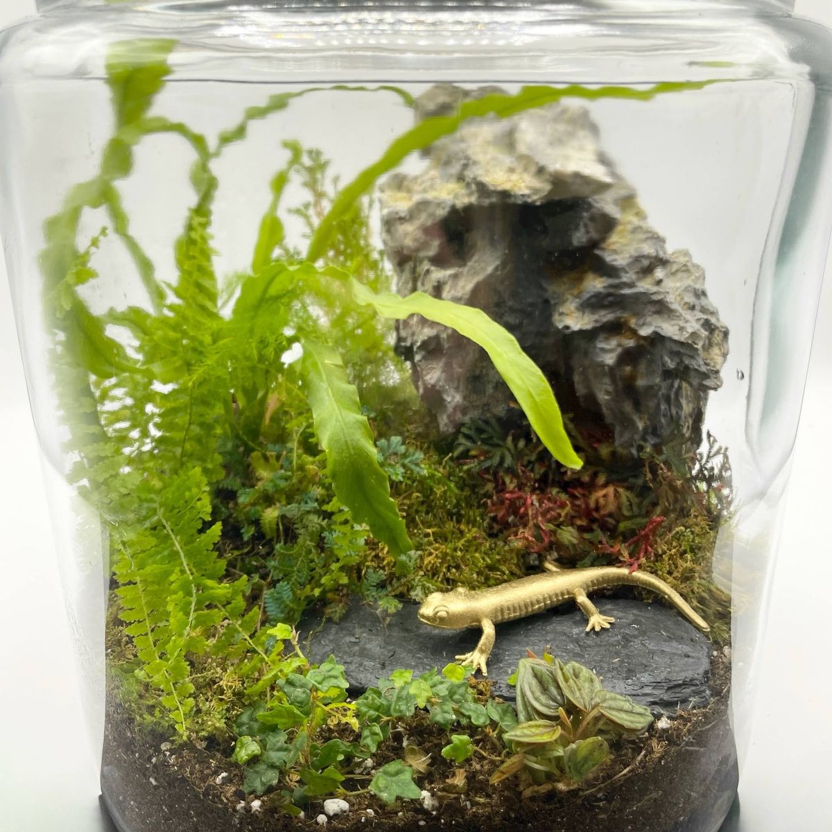 Self-Sustaining Terrarium Class