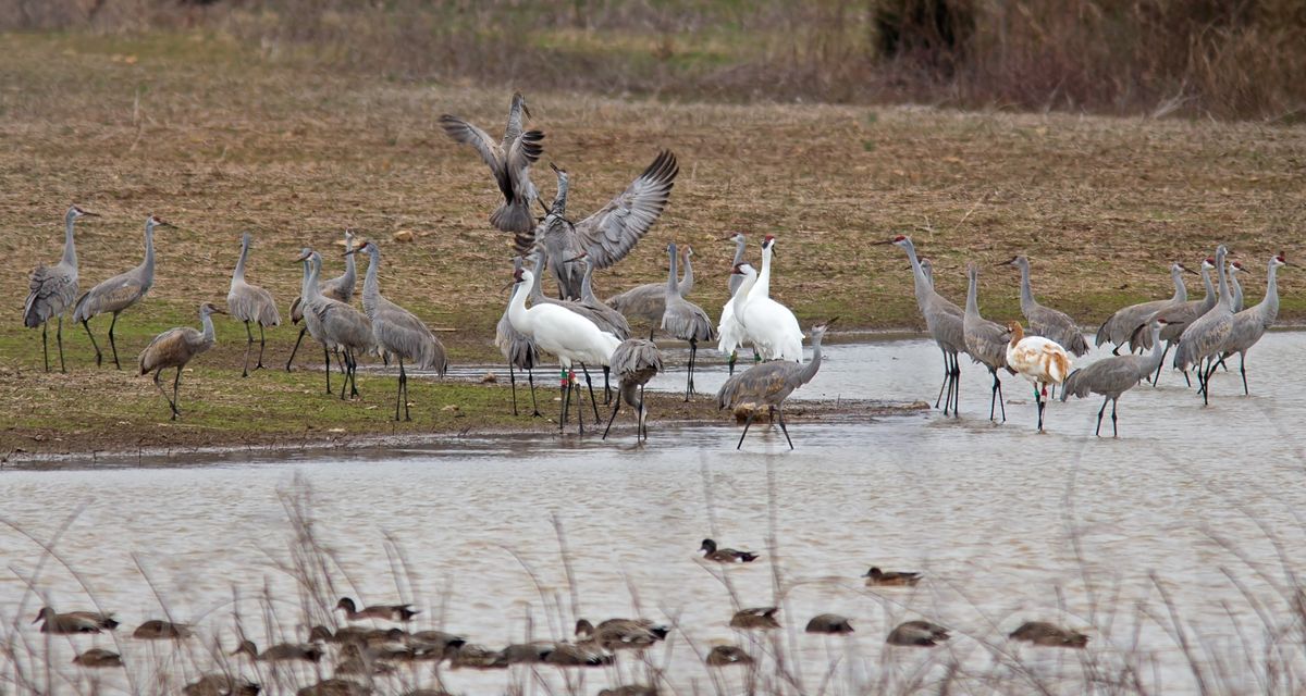 Waterfowl Wednesday