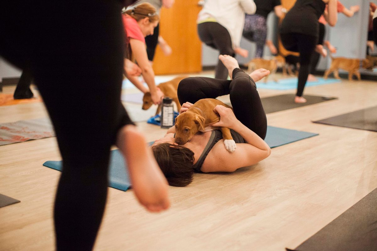 Puppy Yoga!