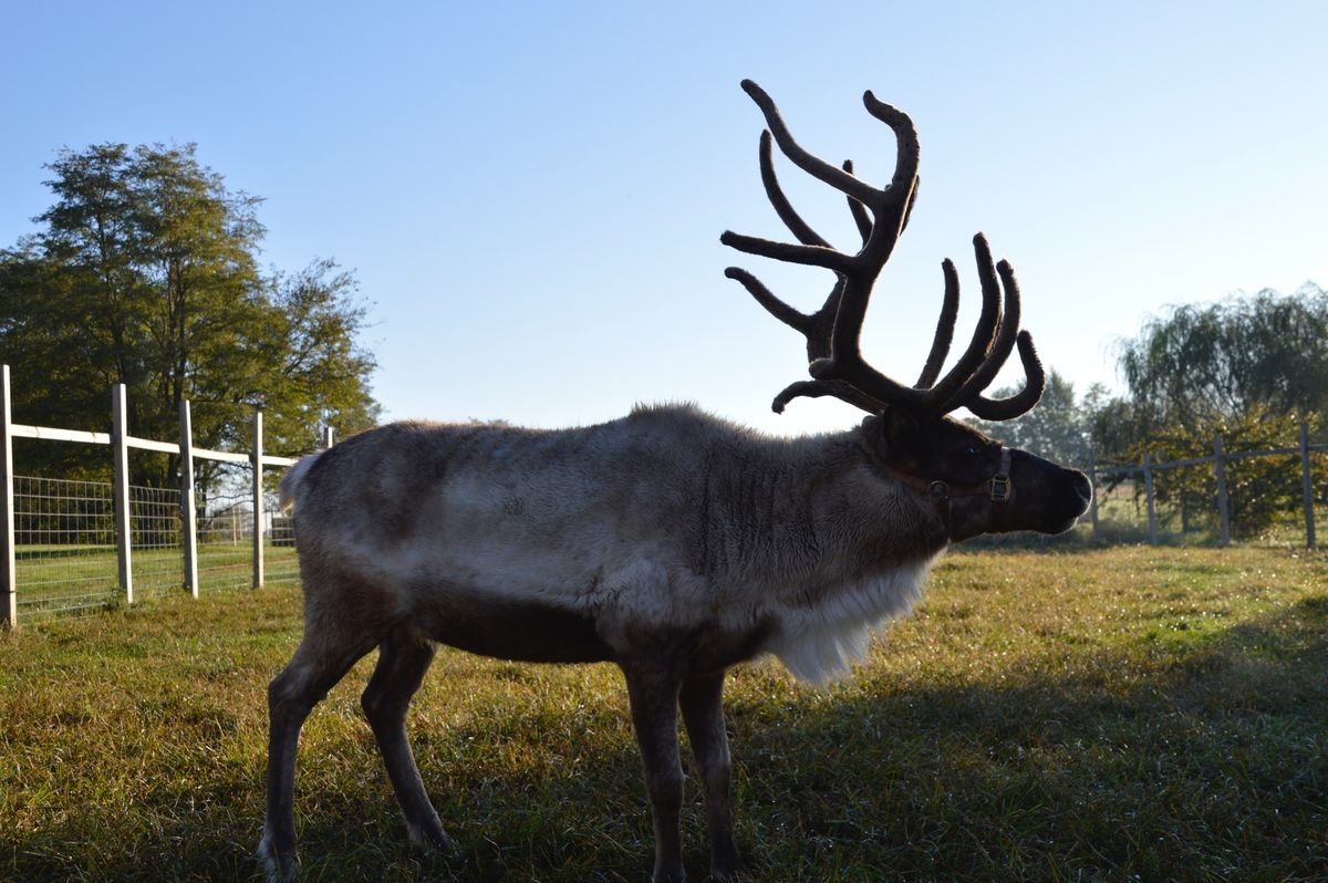 Meet Santa's Reindeer 